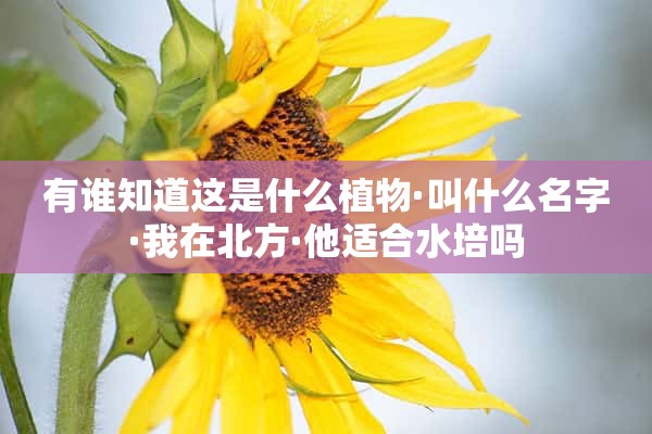 有谁知道这是什么植物·叫什么名字·我在北方·他适合水培吗