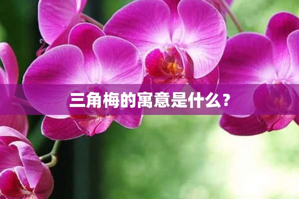 三角梅的寓意是什么？