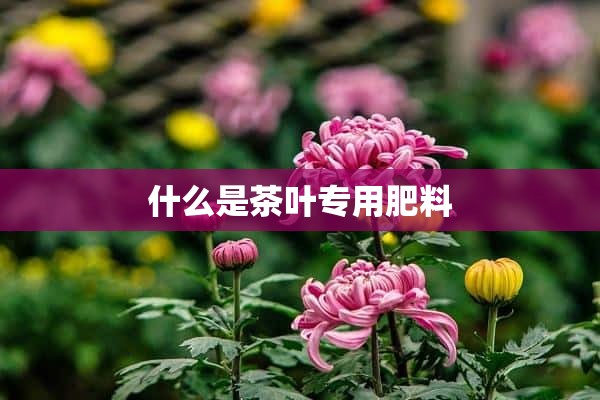 什么是茶叶专用肥料