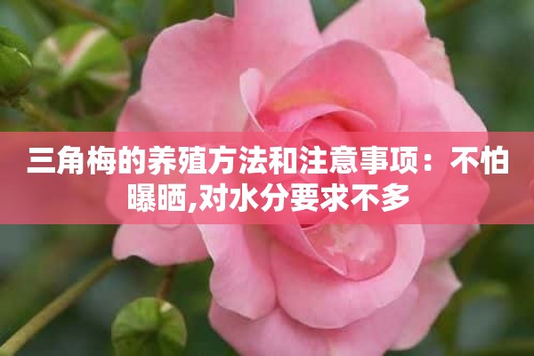 三角梅的养殖方法和注意事项：不怕曝晒,对水分要求不多