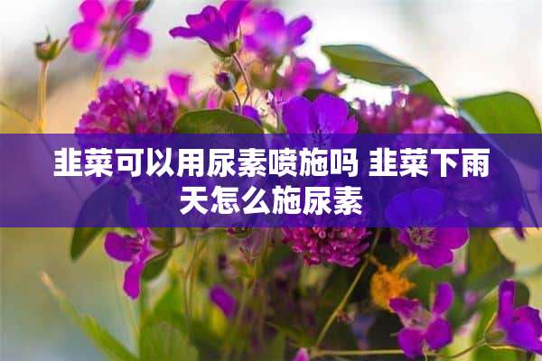 韭菜可以用尿素喷施吗 韭菜下雨天怎么施尿素