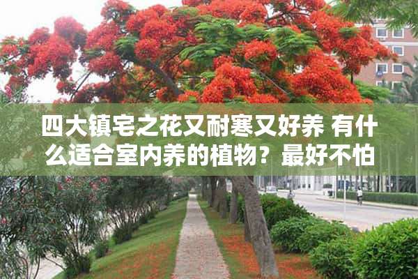 四大镇宅之花又耐寒又好养 有什么适合室内养的植物？最好不怕寒冷，北方天气冬天温度底