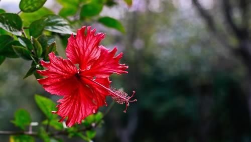 扶桑花的盆栽技巧