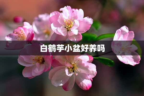 白鹤芋小盆好养吗