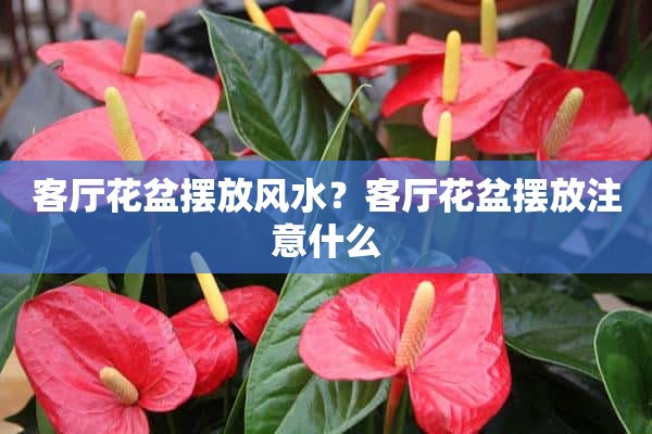 客厅花盆摆放风水？客厅花盆摆放注意什么