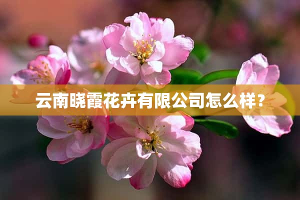 云南晓霞花卉有限公司怎么样？