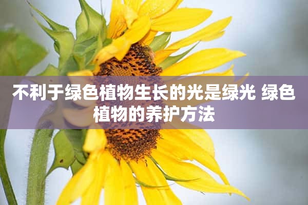 不利于绿色植物生长的光是绿光 绿色植物的养护方法