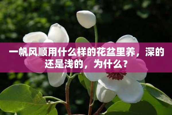 一帆风顺用什么样的花盆里养，深的还是浅的，为什么？