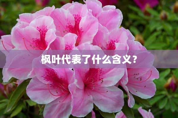 枫叶代表了什么含义？