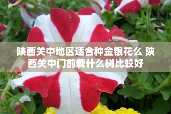 陕西关中地区适合种金银花么 陕西关中门前栽什么树比较好