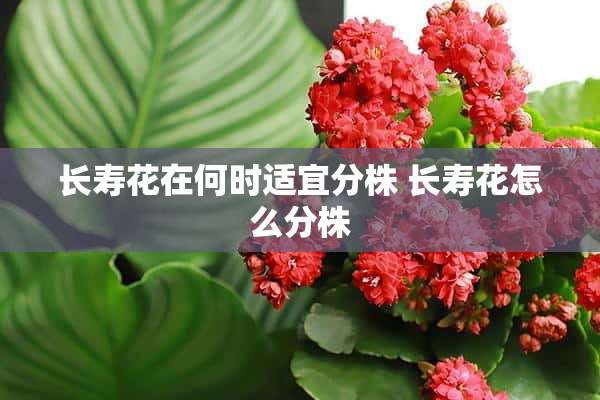 长寿花在何时适宜分株 长寿花怎么分株