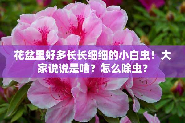 花盆里好多长长细细的小白虫！大家说说是啥？怎么除虫？