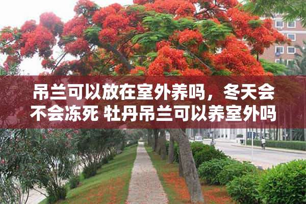 吊兰可以放在室外养吗，冬天会不会冻死 牡丹吊兰可以养室外吗