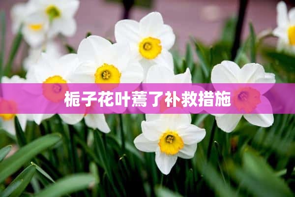 栀子花叶蔫了补救措施