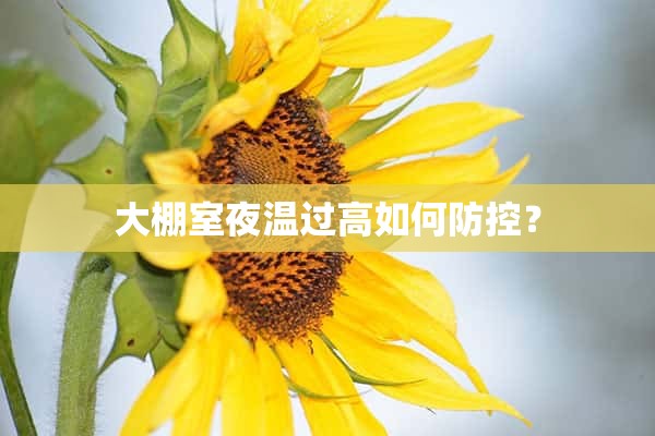 大棚室夜温过高如何防控？