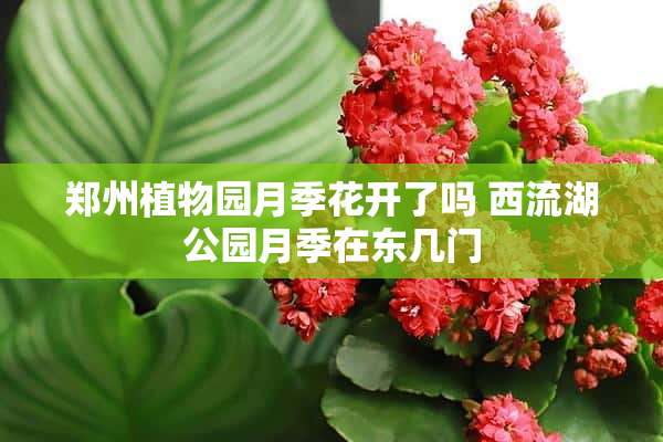 郑州植物园月季花开了吗 西流湖公园月季在东几门