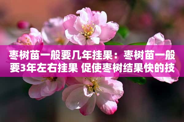 枣树苗一般要几年挂果：枣树苗一般要3年左右挂果 促使枣树结果快的技巧