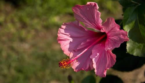 扶桑花掉花苞怎么办？扶桑花掉花苞的原因