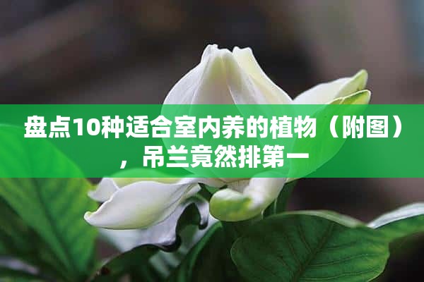 盘点10种适合室内养的植物（附图），吊兰竟然排第一