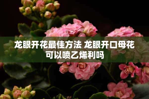 龙眼开花最佳方法 龙眼开口母花可以喷乙烯利吗