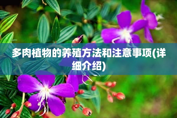 多肉植物的养殖方法和注意事项(详细介绍)