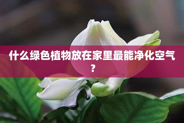 什么绿色植物放在家里最能净化空气？