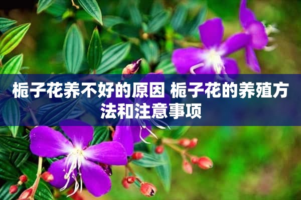 栀子花养不好的原因 栀子花的养殖方法和注意事项