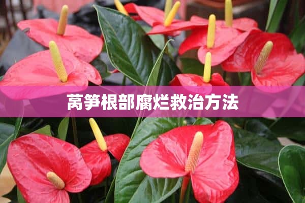 莴笋根部腐烂救治方法