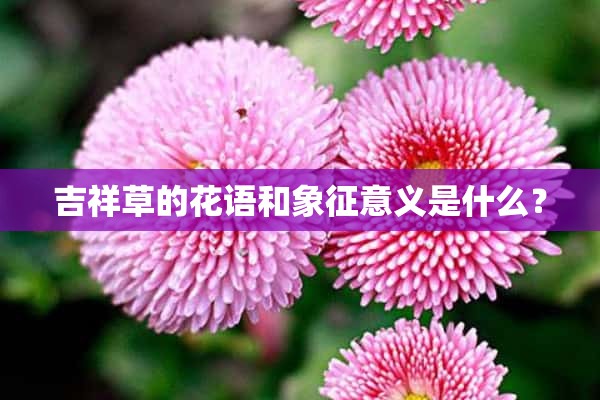 吉祥草的花语和象征意义是什么？