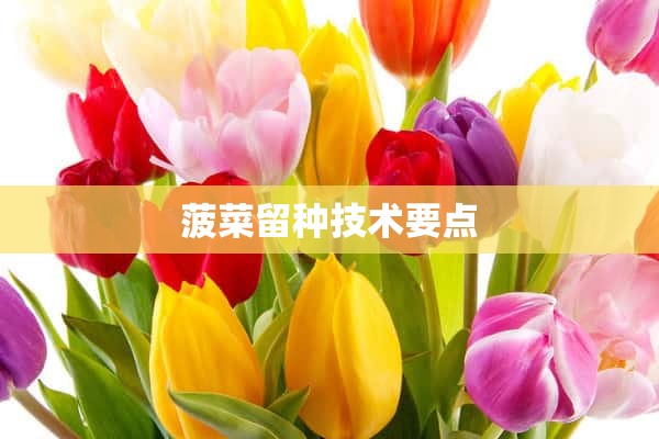 菠菜留种技术要点