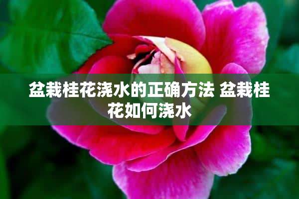 盆栽桂花浇水的正确方法 盆栽桂花如何浇水