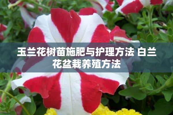 玉兰花树苗施肥与护理方法 白兰花盆栽养殖方法