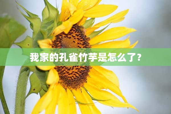 我家的孔雀竹芋是怎么了？