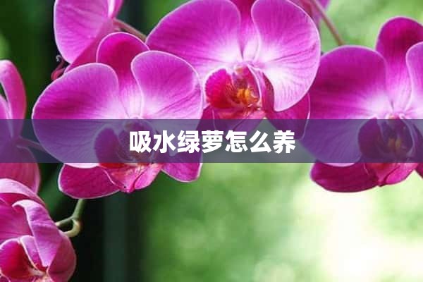 吸水绿萝怎么养