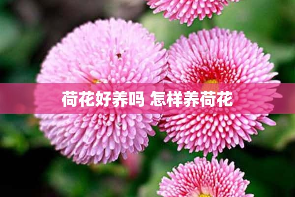 荷花好养吗 怎样养荷花