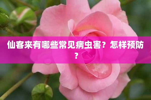 仙客来有哪些常见病虫害？怎样预防？