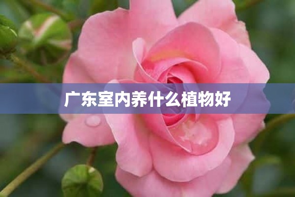 广东室内养什么植物好