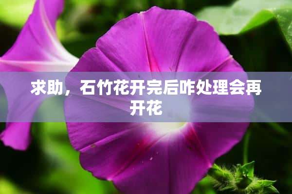 求助，石竹花开完后咋处理会再开花