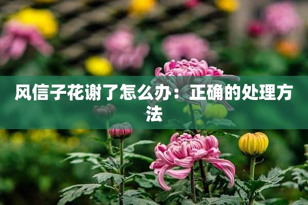 风信子花谢了怎么办：正确的处理方法