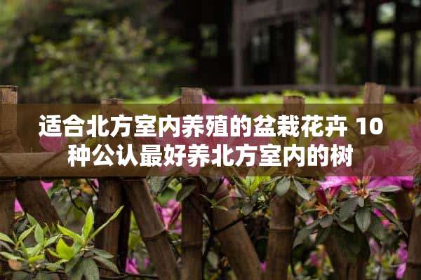 适合北方室内养殖的盆栽花卉 10种公认最好养北方室内的树