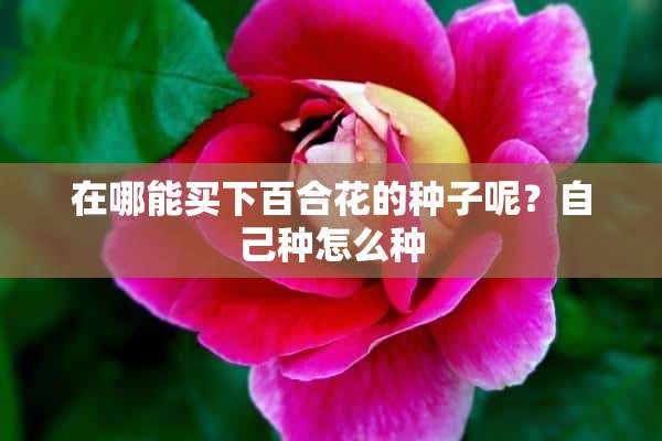 在哪能买下百合花的种子呢？自己种怎么种