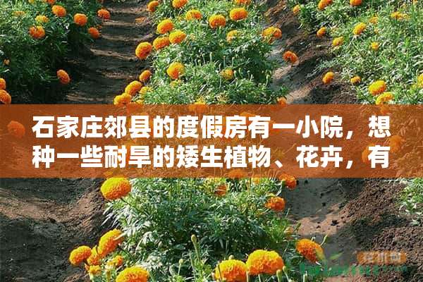 石家庄郊县的度假房有一小院，想种一些耐旱的矮生植物、花卉，有哪些推荐 石家庄5月看油菜花去哪里