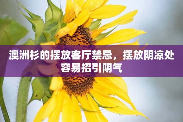 澳洲杉的摆放客厅禁忌，摆放阴凉处容易招引阴气