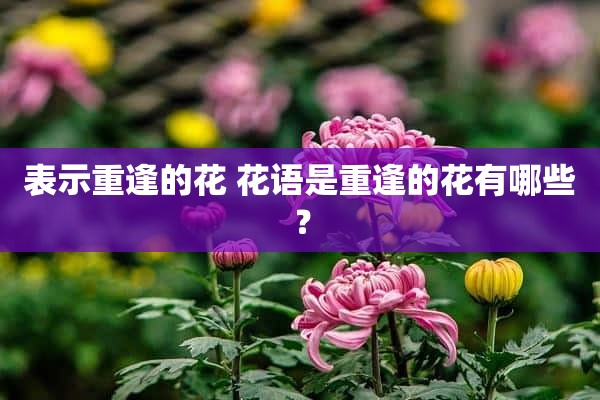 表示重逢的花 花语是重逢的花有哪些？