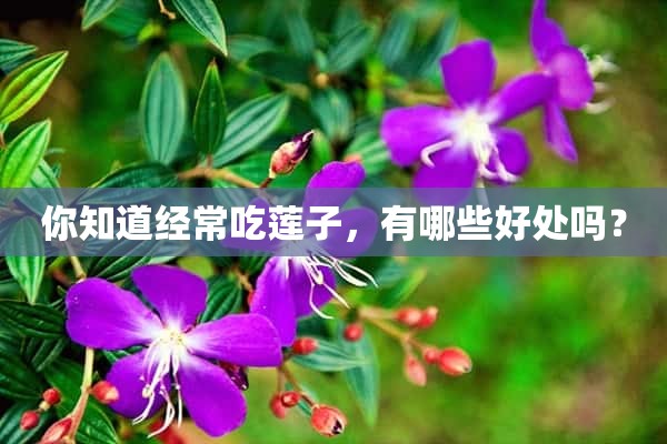 你知道经常吃莲子，有哪些好处吗？