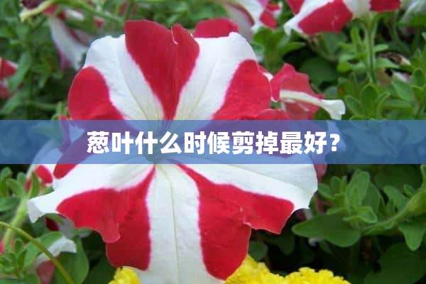 葱叶什么时候剪掉最好？