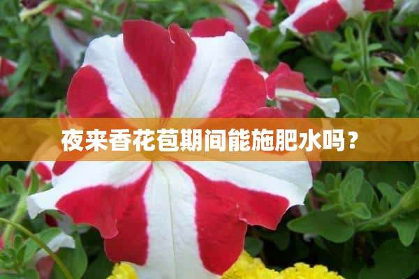 夜来香花苞期间能施肥水吗？