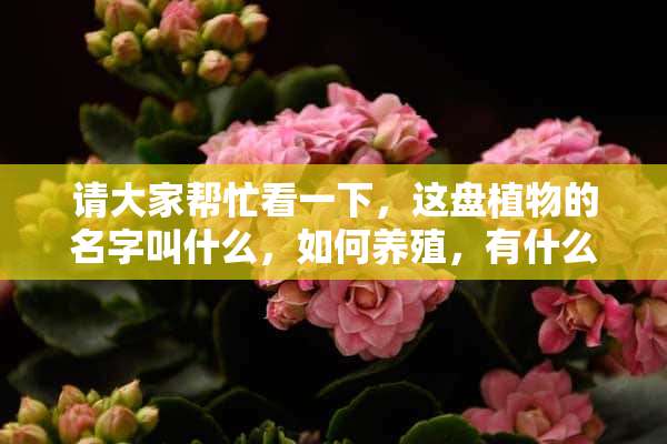 请大家帮忙看一下，这盘植物的名字叫什么，如何养殖，有什么习性？谢谢~