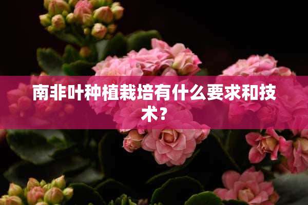 南非叶种植栽培有什么要求和技术？