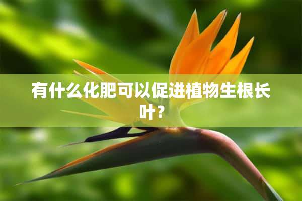 有什么化肥可以促进植物生根长叶？